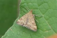 Pyrausta despicata