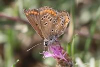 Aricia agestis