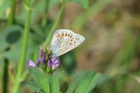 Polyommatus icarus
