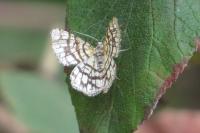 Chiasmia clathrata