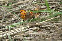 Lycaena phlaeas