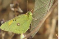 Colias crocea