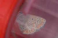 Aricia agestis