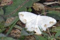 Scopula ornata
