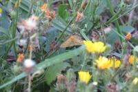 Camptogramma bilineata
