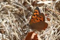Lycaena phlaeas