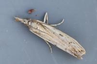 Agriphila geniculea