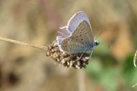 Polyommatus icarus