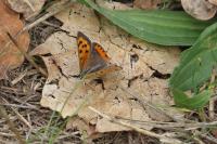 Lycaena phlaeas