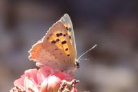 Lycaena phlaeas