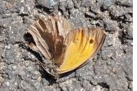 Maniola jurtina