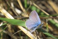 Polyommatus icarus