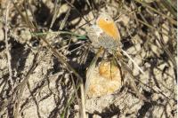 Coenonympha pamphilus