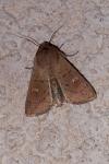 Mythimna ferrago