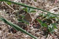 Lysandra bellargus
