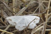 Scopula ornata