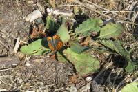 Lycaena phlaeas