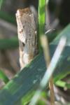 Agriphila geniculea