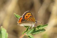 Lycaena phlaeas