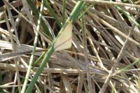 Rhodometra sacraria