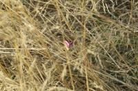 Eublemma purpurina