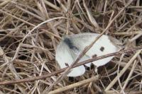 Pieris rapae