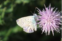 Polyommatus icarus