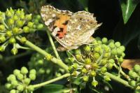 Vanessa cardui