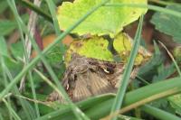 Autographa gamma