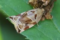 Archips xylosteana