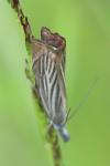 Chrysoteuchia culmella