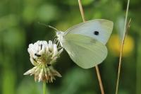 Pieris rapae