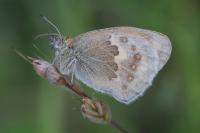 Coenonympha pamphilus