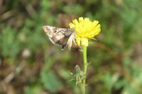 Autographa gamma