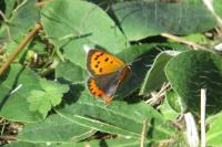 Lycaena phlaeas