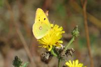 Colias crocea