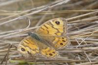 Lasiommata megera