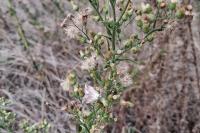 Eublemma purpurina