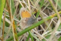 Coenonympha pamphilus