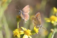 Aricia agestis