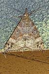 Hypena obsitalis