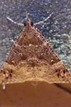 Hypena obsitalis