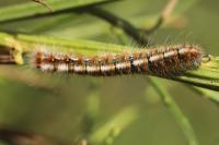 Lasiocampa quercus