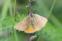 Lythria purpuraria