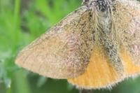 Lythria purpuraria