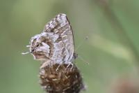 Cacyreus marshalli