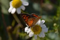 Lycaena phlaeas