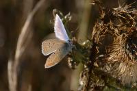 Polyommatus icarus