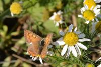Lycaena phlaeas