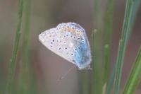Polyommatus icarus